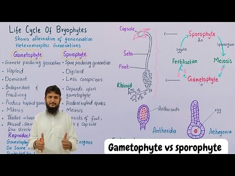 Division bryophyta | Gametophyte and sporophyte in bryophyte
