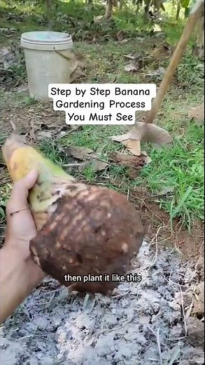 Step by Step Banana Gardening Process You Must See #banana #garden #gardeningtips