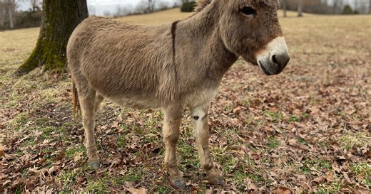 Baby Mini Donkey Is Brand New to the World and Already Stealing Our Hearts