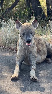 Hyena Alpha Female 🐾 #animals #nature #wildlife #safari #hyena | Wildest Kruger Sightings