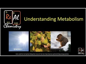 Metabolism: The Big Picture - Real Chemistry