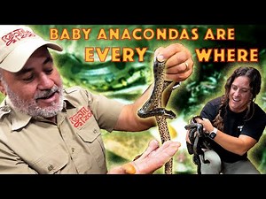 New Baby Snakes: Fresh Anacondas! 🤩