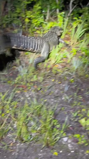 Garrett Galvin on Instagram: "Python hatchling season in the Florida Everglades #everglades#snake#florida##snake#python#conservation#ecosystem#Wildlife#instagram#reels#instagramreels#animals#alligator#crocodile#crazy#floridalife"