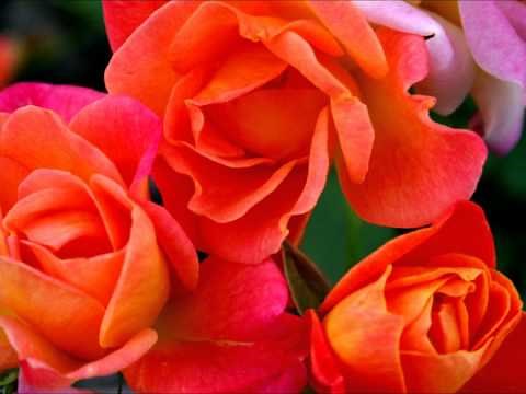 Beautiful Flower Wallpaper