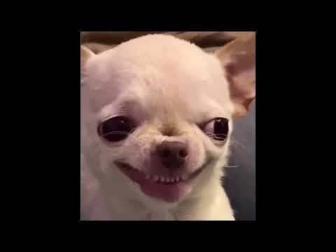 White Dog's Evil Laugh Meme Template ( Download Link In Comments 🔗 )
