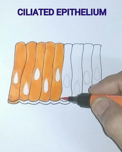 How to draw ciliated epithelium easily.
