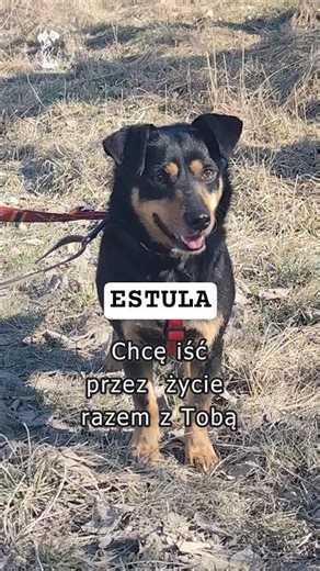 ESTULA - jest gotowa do pokochania i adoptowania / czytaj opis ! #dog #pies #shorts #shortvideo