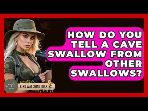 How Do You Tell A Cave Swallow From Other Swallows? - Bird Watching Diaries