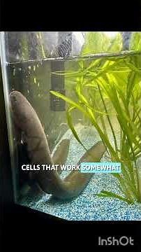 This Fish Can Shock You With 860 VOLTS! 😱⚡ | Electric Eel