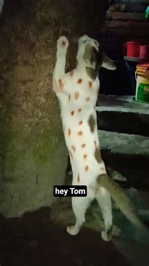 Funny Cat Video🤣 Try To Not Laughter 😻 #animals #catfunny #funny #catvideos #pets