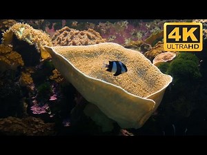 Virtual Fish Tank with Yellow Cup Coral 4K UHD