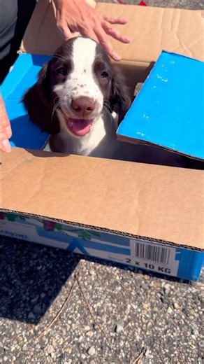 1 - Bloom 2mois 1/2 arrive à la maison ! #springer #springerspaniel #chien #chiot