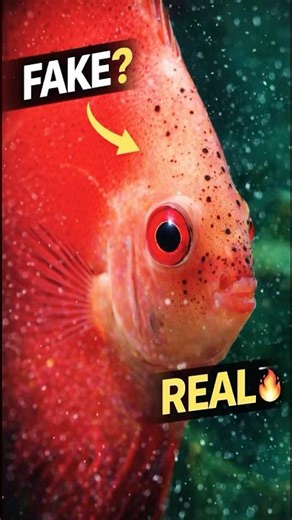 Yeh Fake Lag Raha Hai… Par Hai Real 😱 Indo Red Discus 🔥#fish #aquarium #plantedtank