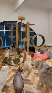 52K views · 924 reactions | Cara baru main cat teaser  #kucing | Johan and His Cats | Facebook