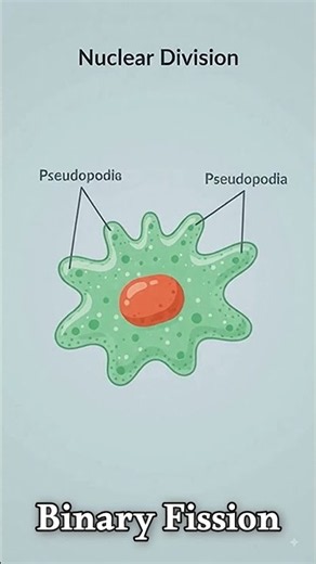 Amoeba Reproduction: Binary Fission & Multiple Fission 🦠 | Biology Shorts
