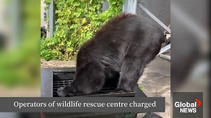 #News 🐻 Operators of Sunshine Coast wildlife rescue organization facing charges under provincial wildlife act for feeding bears. Their lawyer is accusing conservation service of harassing a much-needed service 🇨🇦 #VIDEO Paul Johnson, Global News. KIND and Respectful ONLY Please! 💖 Read Full Story below 👇 Members of a B.C. animal rescue group are facing charges under the Wildlife Act, but claim they are being harassed by the province’s conservation officer service. Coastal Wildlife Rescue is
