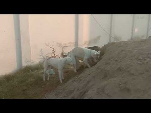 mother dog ki Vlog My Fantastic Village Life December 28, 2024