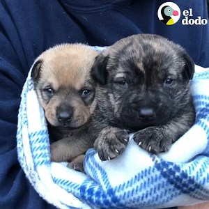 Después de 5 semanas, lograron salvar a todos los integrantes de esta familia de perros 💙💙💙 | El Dodo
