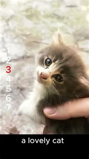 Is your cat an alien friend? #cat #weightloss #funny #pets #memes #animals