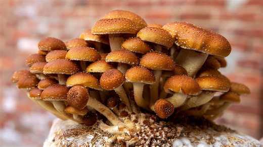 Here's everything you need to know about farmers markets at the Shore