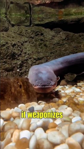 Electric Eel vs. Your Worst Shock
