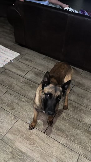 #k9dog #malinios #dicipline #Rustenburg #Outdoorarenasecurity