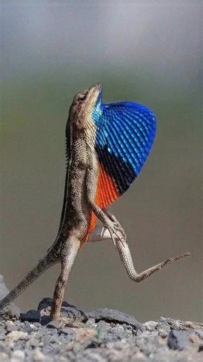 2.2M views · 77K reactions | Fan out. Chest up. Strut like the world’s your runway. #lizard #lizardlife | Discvr Blog | Facebook