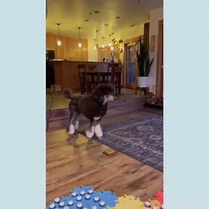 Testing New Buttons With Bunny The Talking Dog!🐶 | Whataboutbunny