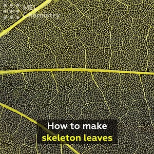 627K views · 621 reactions | Ordinary baking soda left nothing but a skeleton... literally For step-by-step instructions go here: https://mel.sc/sQo/ | MEL Science | Facebook