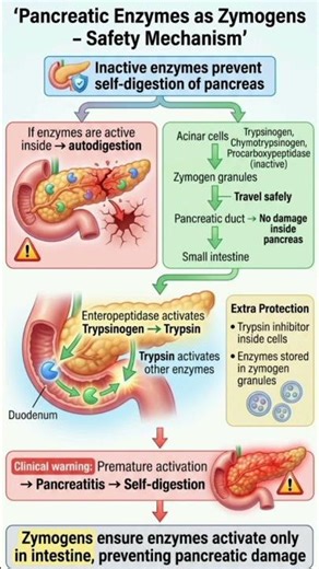 Zymogen Activation: A Protective Strategy in the Digestive System