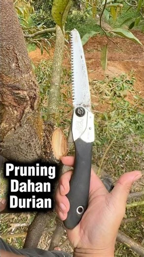 Pruning Durian Tree Branches #pruning #durian #satisfyingvideo #pruningshears