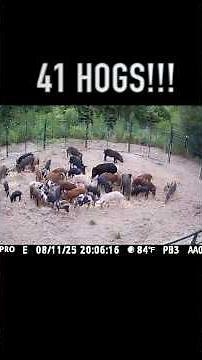 41 Wild Hogs in One Trap! #wildhogs