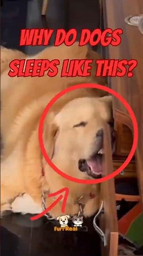Dogs Sleeping in the Weirdest Ways Ever! 🐶💤 | Funniest Dog Nap Moments