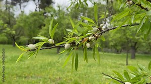 Prunus dulcis, Almond tree and baby almond. Stock Video