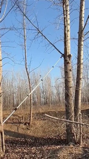 Tree wood cutting in this electric long cutter
