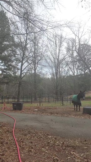 #fyp #frostfarm #donkey #cute #rescue