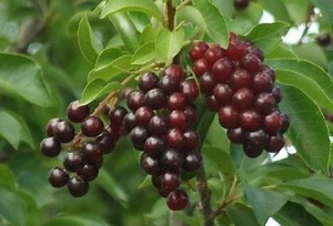 24-36" Tall Chokecherry Prunus Virginiana, 2-3 Year Old Bare Root Plant - Etsy