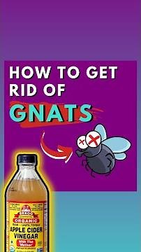 How to Get Rid of Gnats with Apple Cider Vinegar | How to Kill Fruit Flies with Apple Cider Vinegar
