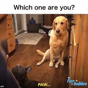 770K views · 10K reactions | This hilarious yellow lab is SO eager to get treats during his sister’s “sit” lessons https://gma.abc/2Gm2ioO | Good Morning America | Facebook