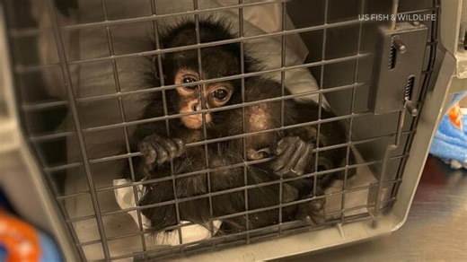 Animal poachers are killing spider monkeys and selling their babies on social media