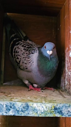 My angry pigeon | Joty's Aviary