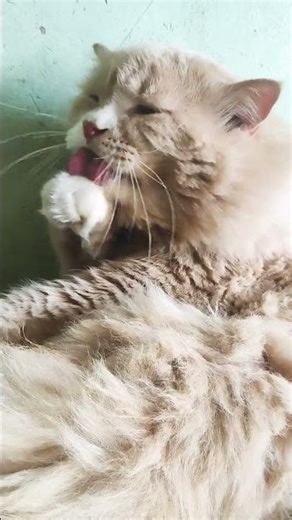 ab isko social media per Dal deta hu #shortvideo #cat