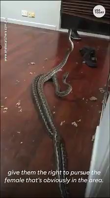 An Australian snake catcher captured video of two coastal carpet pythons attacking each other after they fell through a ceiling duct inside a western Brisbane home. https://usat.ly/2QmKQEf | USA TODAY Video