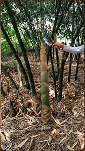 73K views · 598 reactions | cutting bamboo shoots #bambu #bambukuning #bambumuda #rebung #bamboshoot #bamboocutting #asmr #satisfying #relaxing #cutting #skills | Studio All | Facebook