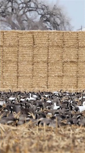 Lesser Canada geese and snow geese are very active feeders. #waterfowl #birdwatching #colorado