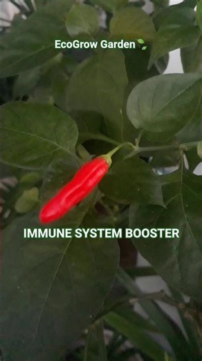 Grow Your Own Nutrients: Ripe Red Cayenne Pepper #caberawit #EcoGrowGarden #MiniPharmacy #shorts