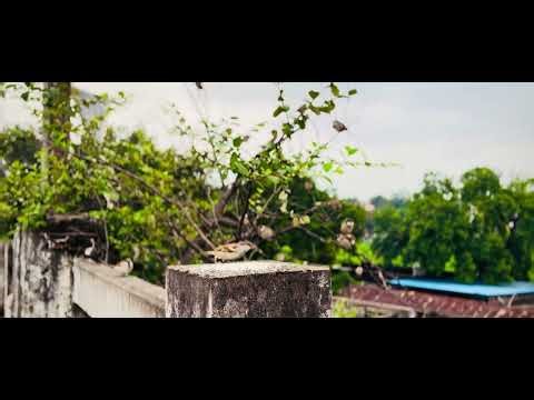 “Beautiful Birds Chirping 🌸 Calming Nature Video for Relaxation”