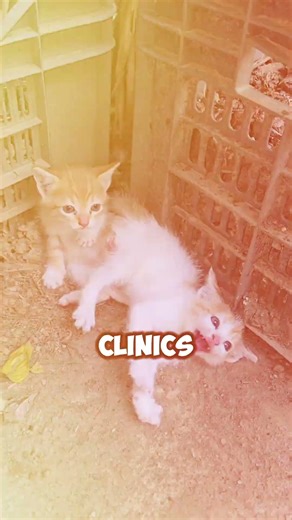 The Quiet Crisis Behind Overpopulation || #shorts #cats #dogs #donation #savelifes