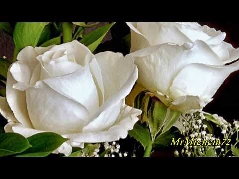 Les Sunlights ~ Les Roses Blanches.