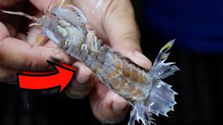 Fisherman Gets Punched by a Mantis Shrimp